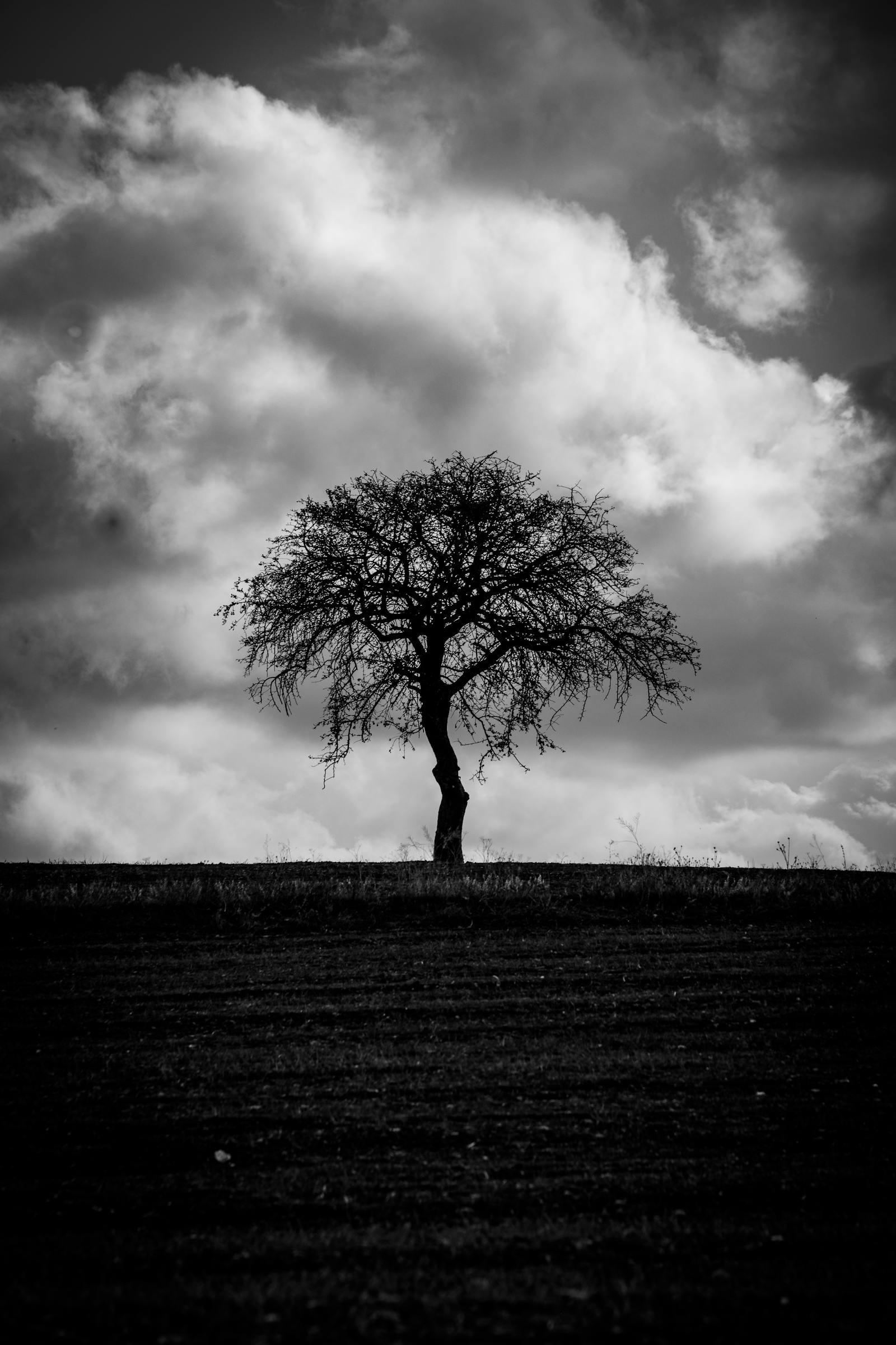 Black and white photograph of a single tree standing alone against a dramatic sky